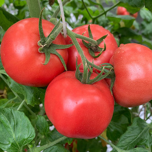自然熟陕西普罗旺斯粉西红柿生吃柿子蕃茄泾阳孕妇水果番茄蔬菜