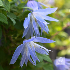 芊依园艺 梅德威尔长瓣铁线莲一加仑盆栽苗耐寒爬藤开花一物一拍