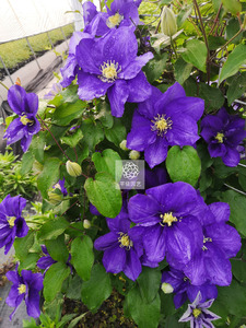 芊依园艺 铁线莲藤本 阳台盆栽庭院翠鸟琉璃昼天使瑞贝卡约瑟芬