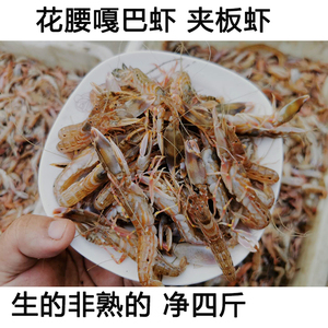 顺丰包邮】净4斤真正野生花腰嘎巴虾夹板虾花豹虾新鲜的非熟的