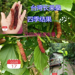 台湾长桑果树苗