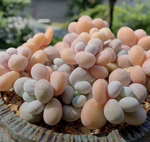 原始奶酪 多肉植物水光针 原始奶酪一物一拍