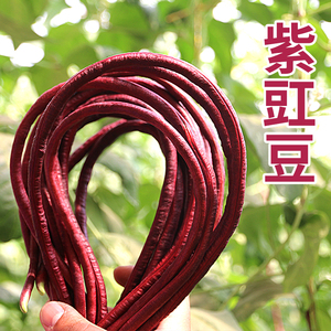 含花青素的紫红豇豆 长豆角颜色鲜艳 口感鲜嫩现摘新鲜蔬菜 400g