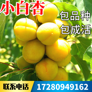 003人付款淘宝小白杏苗南北方庭院地栽种植果苗大树盆
