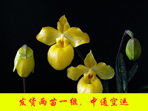 杏黄兜兰 金童paph.armeniacum/原生种洋兰 附生兰/成株2苗 兰花