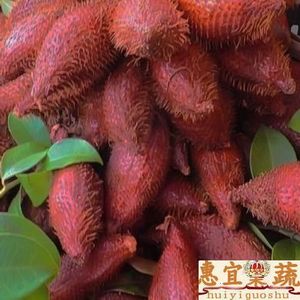 酸溜果 9月见 新鲜泰国蛇皮果包邮2500g装 酸甜脆爽酒味 惠宜果蔬