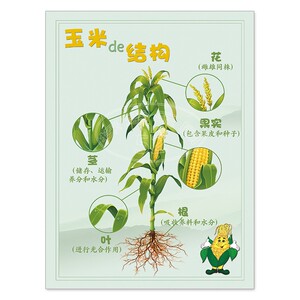 玉米土豆的结构根系开花叶块茎种子种植水培区观察科学区实验发芽