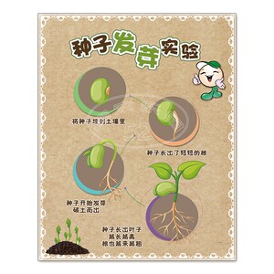 幼儿园种植区园地植物自然角环创配套种子成长观察发芽生长墙贴画