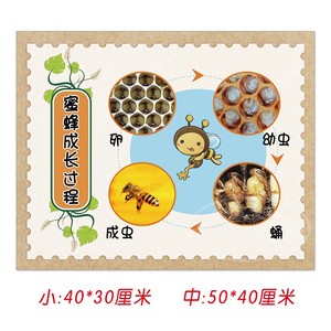 幼儿园科学区发现室昆虫成长生长过程变化动物蚂蚁蜜蜂蝴蝶青蛙