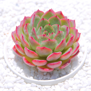 青涩时光多肉植物盆栽花卉植物室内肉肉花 稀有品种绿植迷你多肉