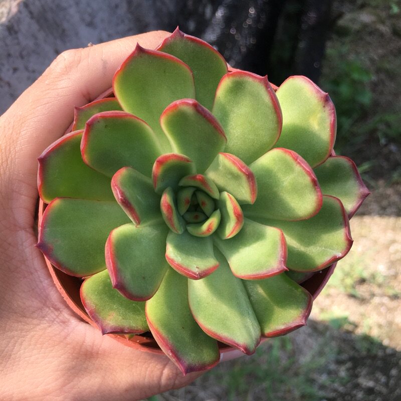 相识是缘多肉馆 爱心多肉植物 心叶球兰 一片心手工绘画花卉绿植