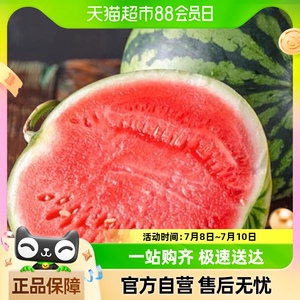 喵满分云南麒麟西瓜现摘新鲜水果冰糖甜西瓜薄皮爽口8-9斤应季