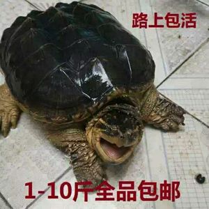 小鳄鱼龟苗活体乌龟宠物龟观赏龟大鳄鱼龟北美小鳄龟1-10斤包邮