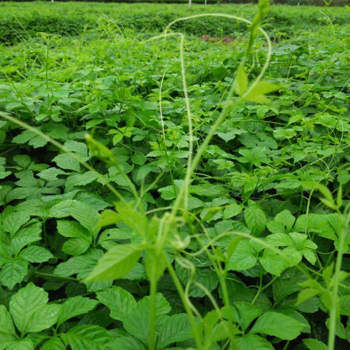平利绞股蓝茶七叶苦味包邮正品特级新茶100g七叶胆野生绞股蓝龙须