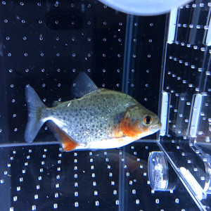 红钻水虎