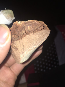 棺材菌 对口菌 1000一克如假包换的棺材菌,难得一见.