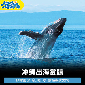 冲绳出海赏鲸观鲸多地出发双引擎大船稳那霸美国村赏鲸率达99％