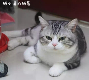 配种&寄养#美短银虎斑加白起司猫种公配种借配 猫咪寄养