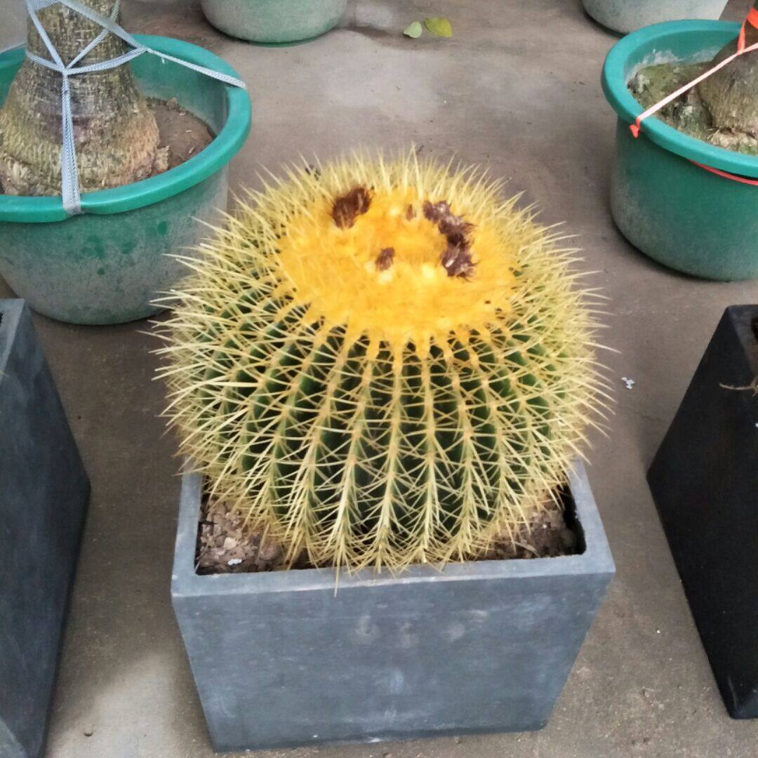 超大金虎美虎仙人球盆栽防辐射吸甲醛办公室仙人掌多肉植物盆栽