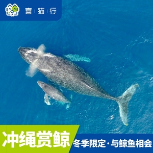 日本冲绳那霸三重城港乘船出海赏鲸半日可选上下午场次
