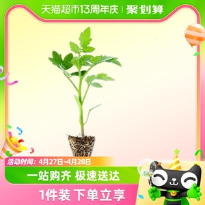 寿禾大粉番茄苗6棵蔬菜苗菜苗秧阳台秧苗黄瓜辣椒茄子西瓜甜瓜