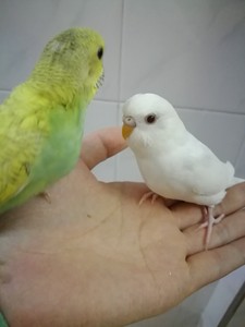 虎皮鹦鹉肉桂灰翅鱼鳞黄化白化蛋白石雏鸟出售