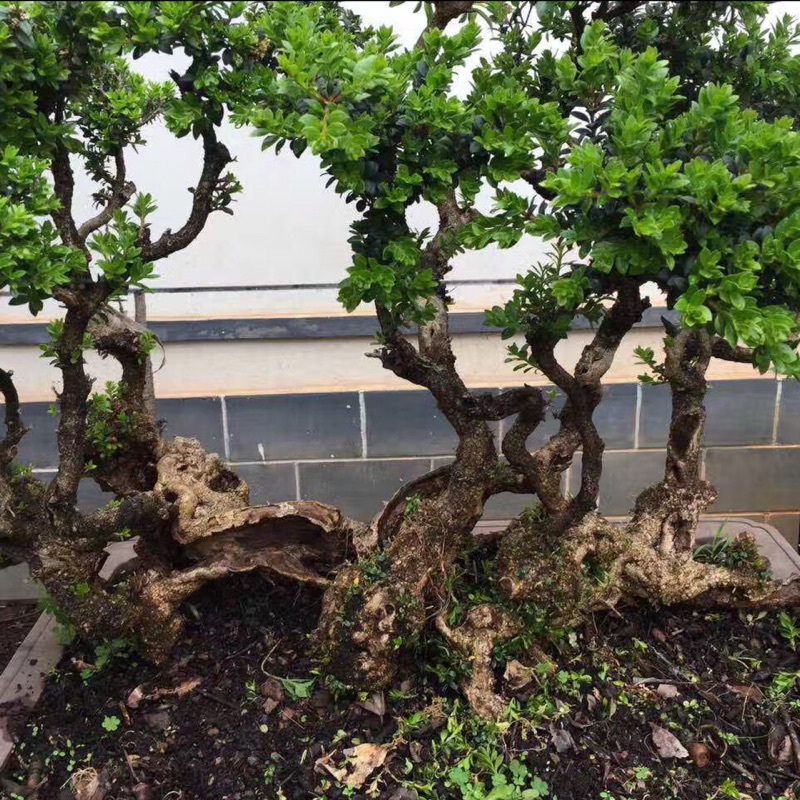 云南红皮珍珠柏刺柏 铺地柏等下山桩出售一物一拍1月11日包邮