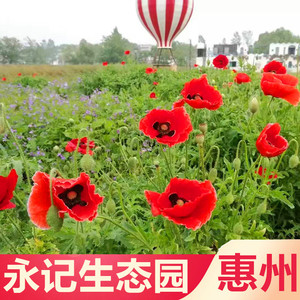 [永记生态园-大门票]惠州永济生态园成人儿童老人门票