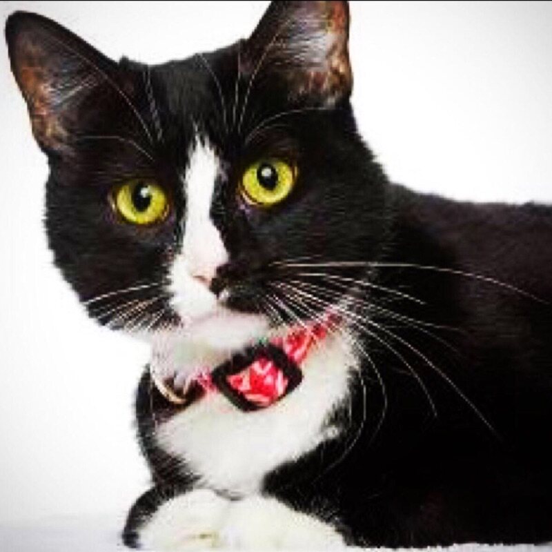 诚实老猫杂货铺