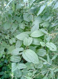 牛尾菜,牛尾蕨,牛尾结,马尾伸筋,草菝葜,牛尾菜种苗一苗