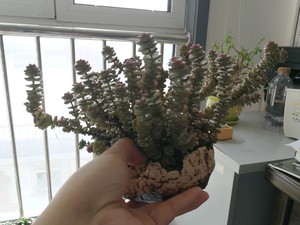 多肉成株#大盆钱串多肉植物老桩天津自提带盆