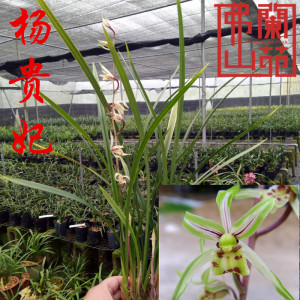佛山兰苑 兰花寒兰 杨贵妃 花艺双全至尊色花绿植盆栽-金荷富山