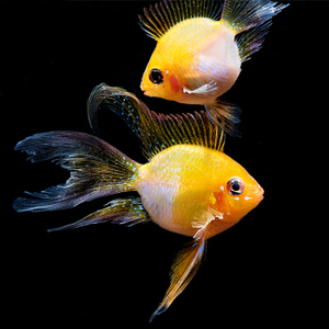 金波子阿凡达凤凰鱼短鲷鱼皮卡丘宝篮球热带观赏鱼活体小型淡水鱼