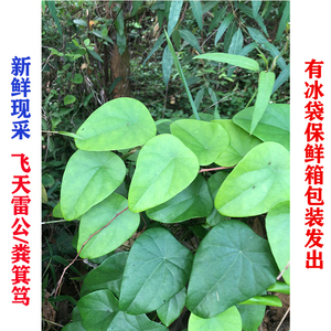 新鲜现采 粪箕笃 畚箕草 田鸡草 飞天雷公 中草药保鲜发 500g包邮