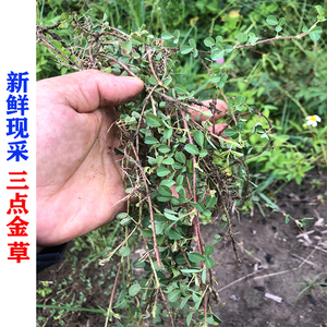 新鲜现采三点金草 三脚虎 斑鸠窝 品字草 三点桃 哮灵草500g包邮