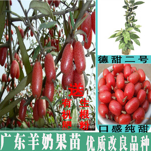 德甜二号纯甜羊奶果苗嫁接特大云南羊奶果树苗四季果树胡颓子苗桩
