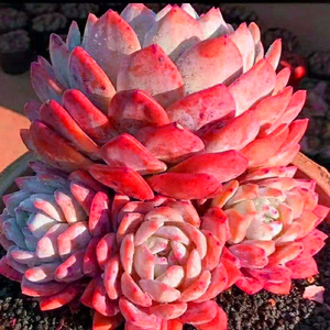 460人付款天猫橙梦露大橙子雪天使多肉韩货超大巨大云南万千多肉状态