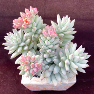 开花多头果冻色树冰老桩稀有办公桌多肉植物室内花卉盆栽阳台防辐