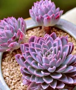 包邮大盆多头大颗紫罗兰女王老桩办公桌多肉植物室内盆栽窗台花卉