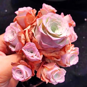 超美爆款山地玫瑰小情书粉色酒杯状多肉植物室内防辐射越夏越美丽