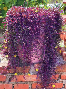 大爆盆紫玄月开花吊兰趣味办公室内多肉植物花卉盆栽阳台防辐射