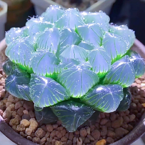 进口大颗蓝镜玉露稀有好养高级室内多肉植物办公桌花卉阳台防辐射