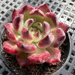 玛格皇后粉嫩多肉植物韩国新品一物一拍血斑肉肉花卉绿植园艺盆栽