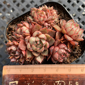 猫眼石多肉植物 一物一拍血斑群生捧花状态肉肉花卉绿植园艺盆