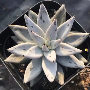 魔爪暗黑系多肉植物韩国新品一物一拍血斑肉肉花卉绿植园艺盆栽