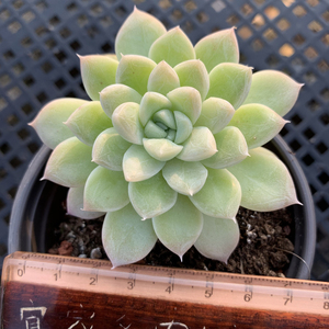 杂交钻石纹系列多肉植物一物一拍暗纹粉嫩状态肉肉花卉绿植园艺