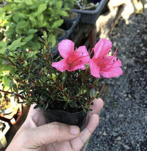 日进口稀有品种早乙女小町杜娟