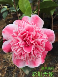 彩虹天使茶花