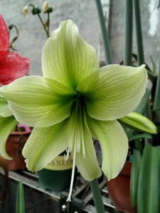 南非进口朱顶红小青龙自切球繁植切球苗庭院花卉植物