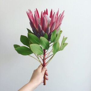 非洲帝王花干花公主花帝王花南非公主进口白色雪莲鲜花云南基地直